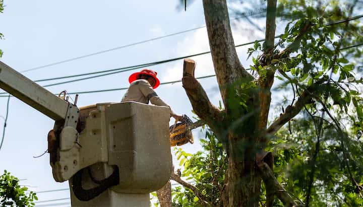 Tree care and maintenance services in Dover