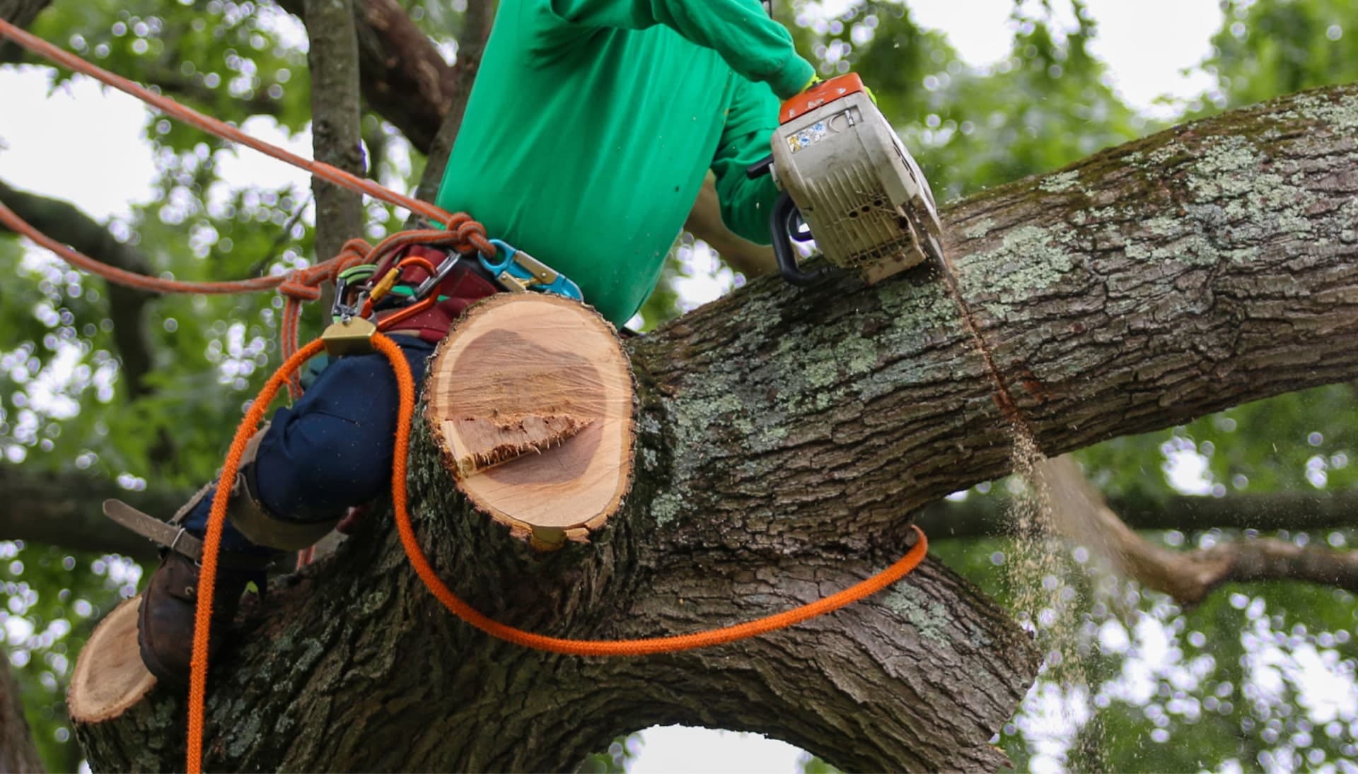 Relax with Dover best tree removal.