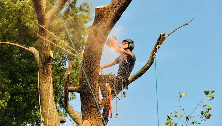 Dover tree removal experts solve tree issues.