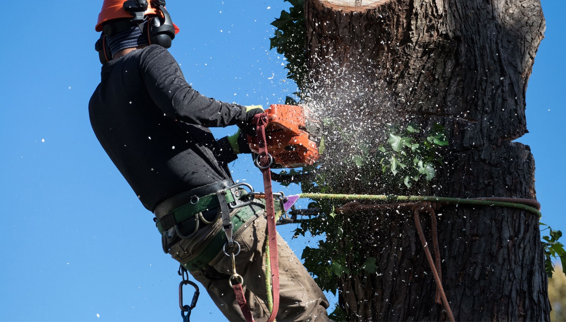 Professional Tree removal solutions in Dover