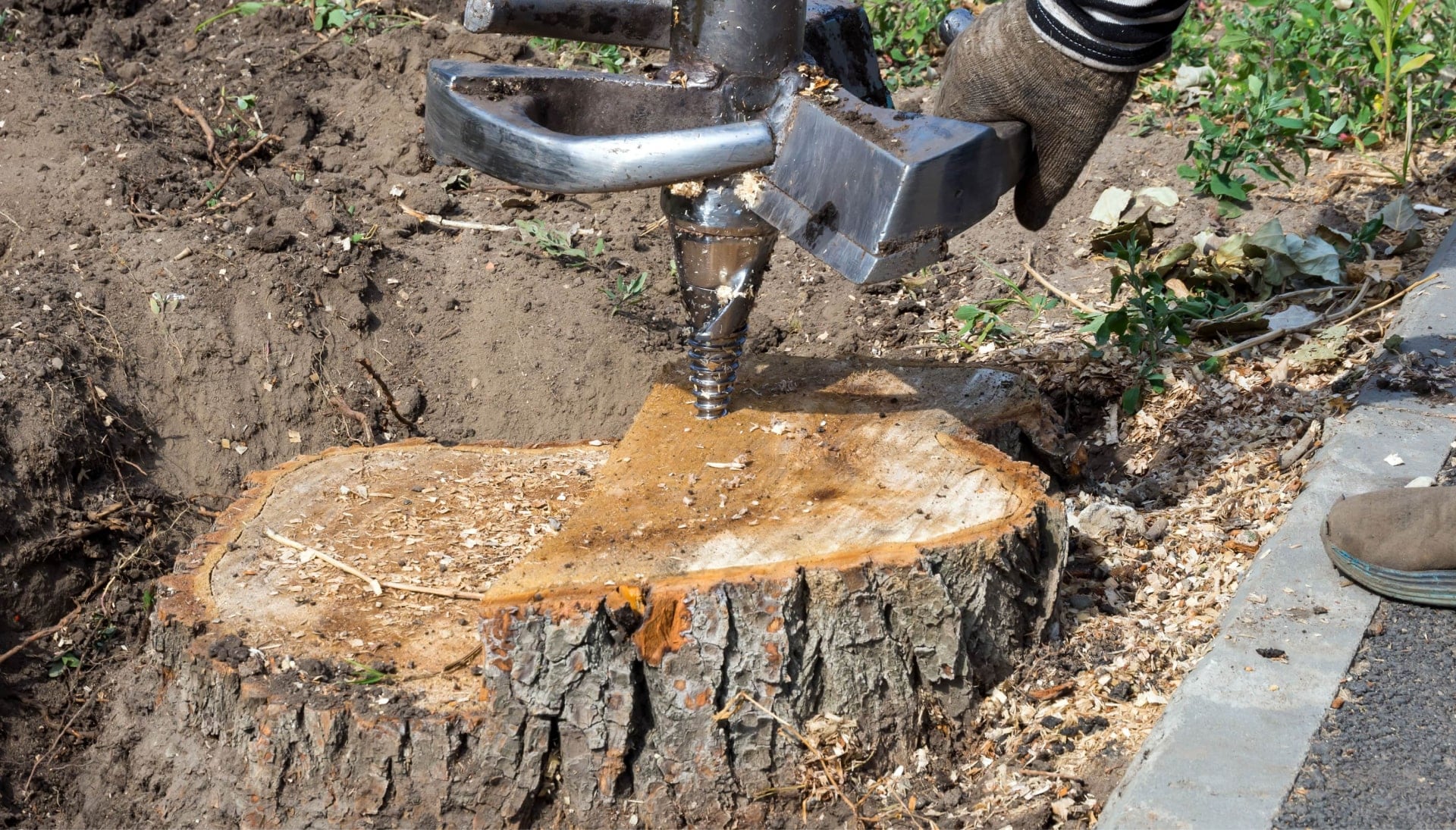 Dover Tree stump removal